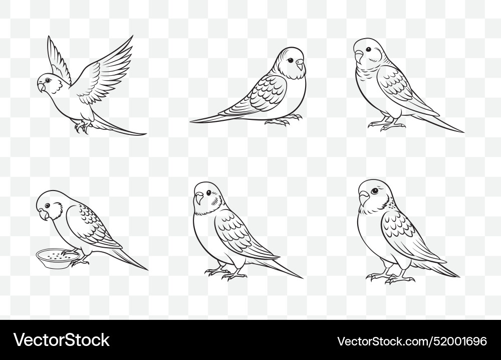 Print comprehensive budgerigar line art Print comprehensive budgerigar line art vector image