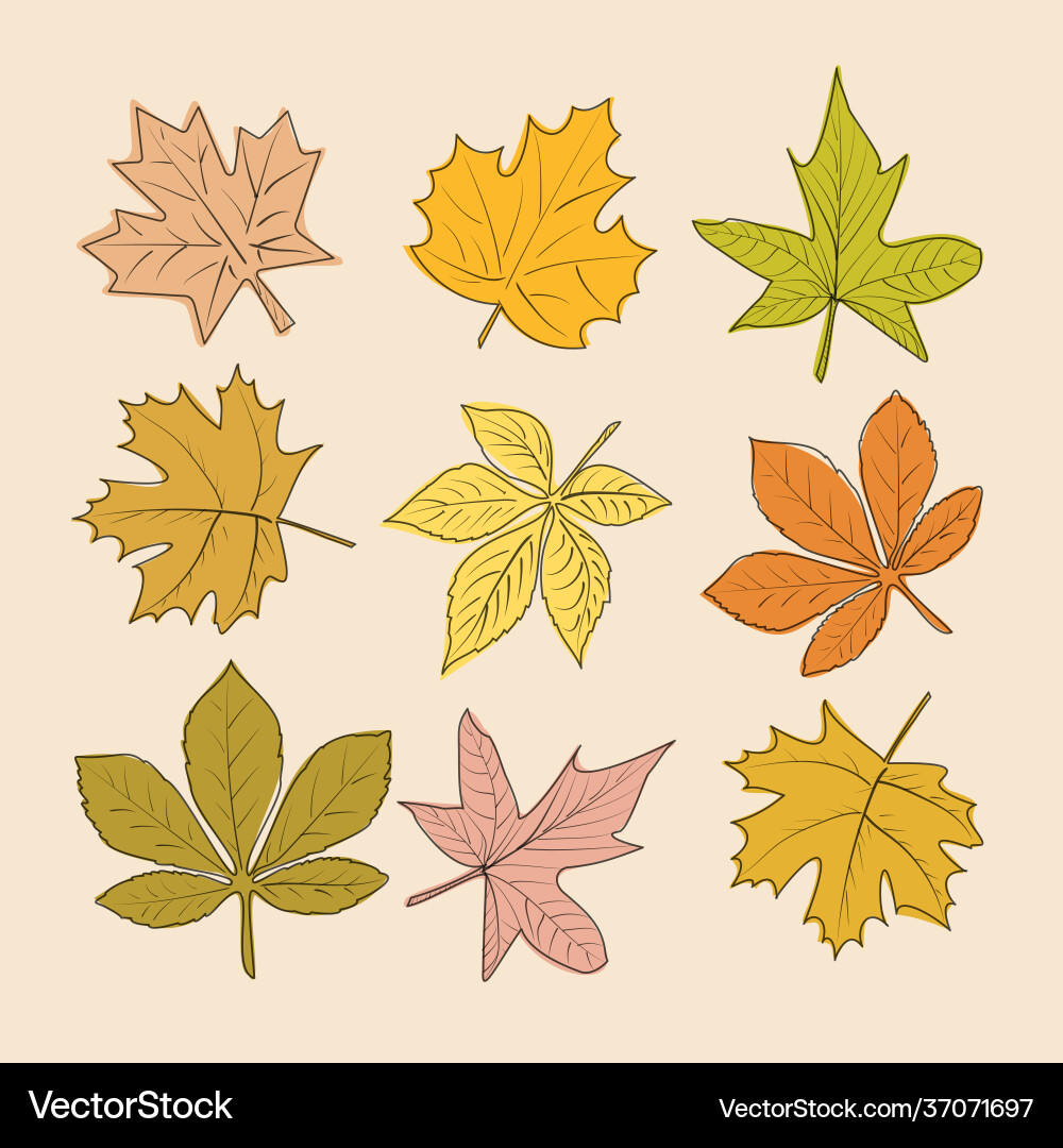A set leaves in style sketch Vector Image
