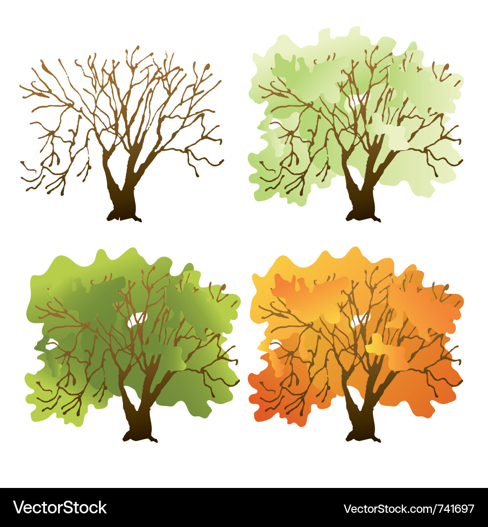 Deciduous tree Vector Image