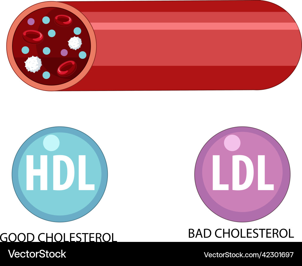 Types of cholesterol hdl and ldl Vector Image