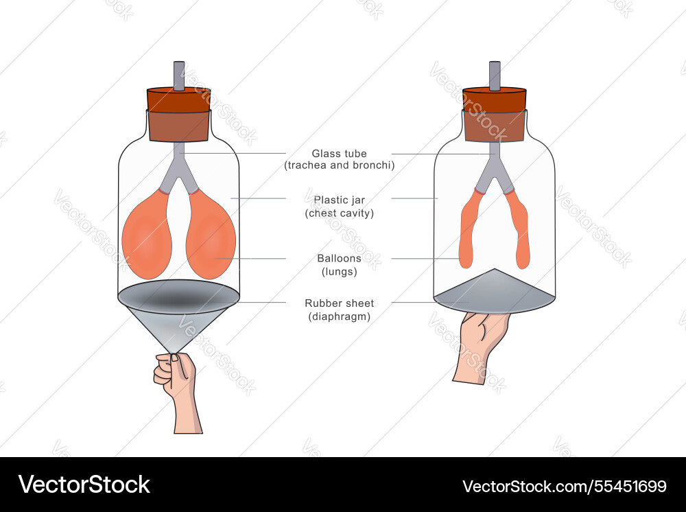 A breathing model shows lung function simulating A breathing model shows lung function simulating vector image
