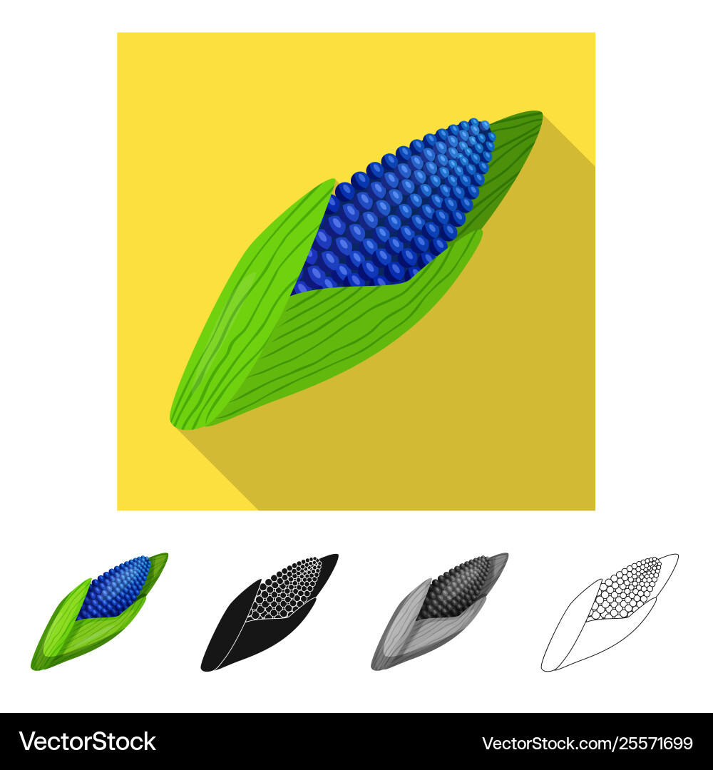 Isolated object corn and gmo symbol collection Vector Image