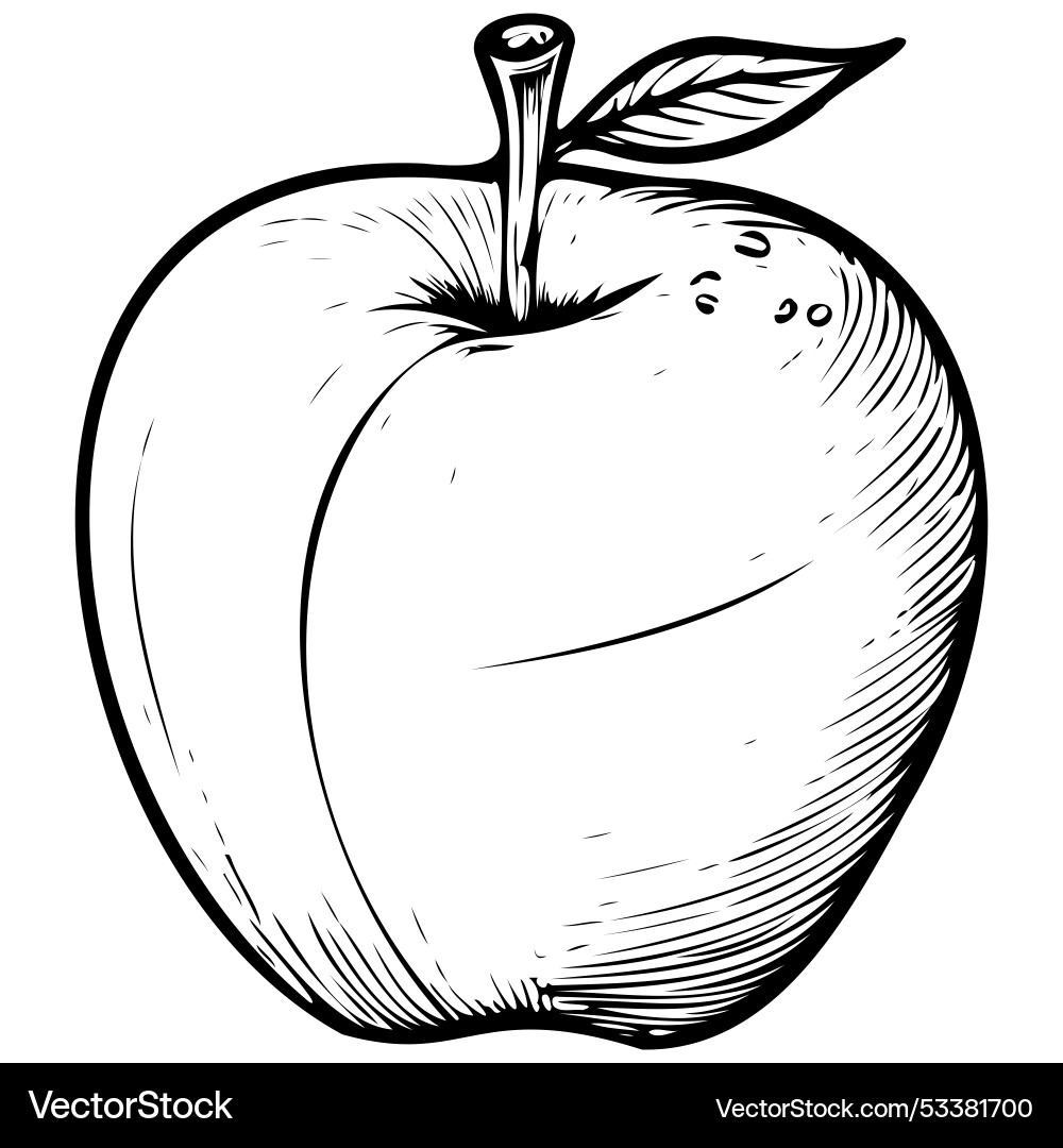Fuji apple monochrome outline drawing realistic Fuji apple monochrome outline drawing realistic vector image