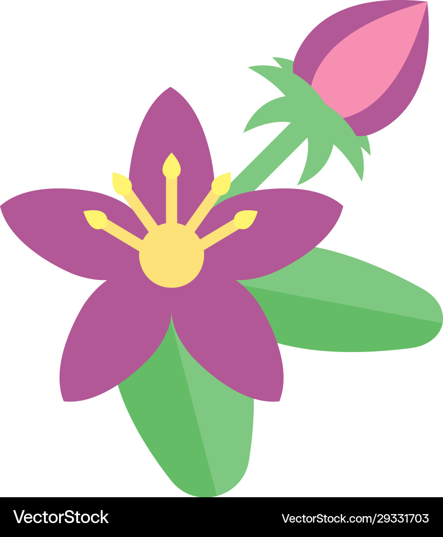 Centaury vector image