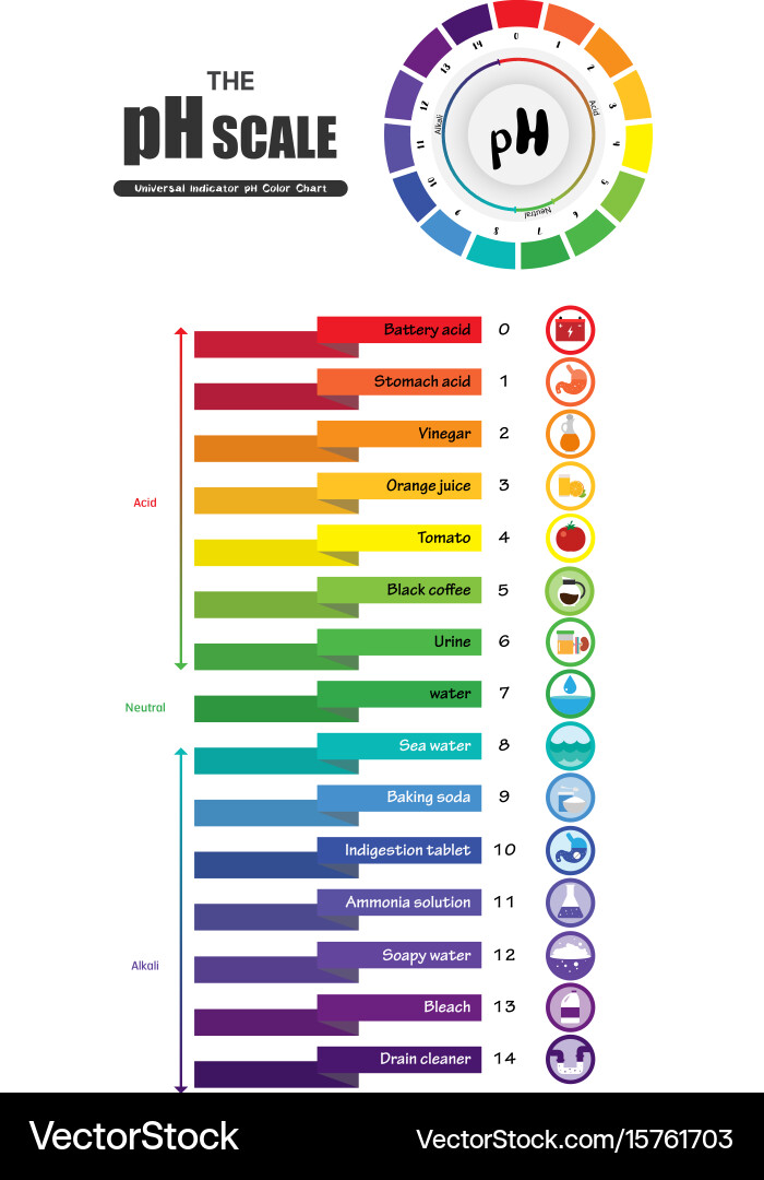 Universal pH Scale Color Chart Vector Image