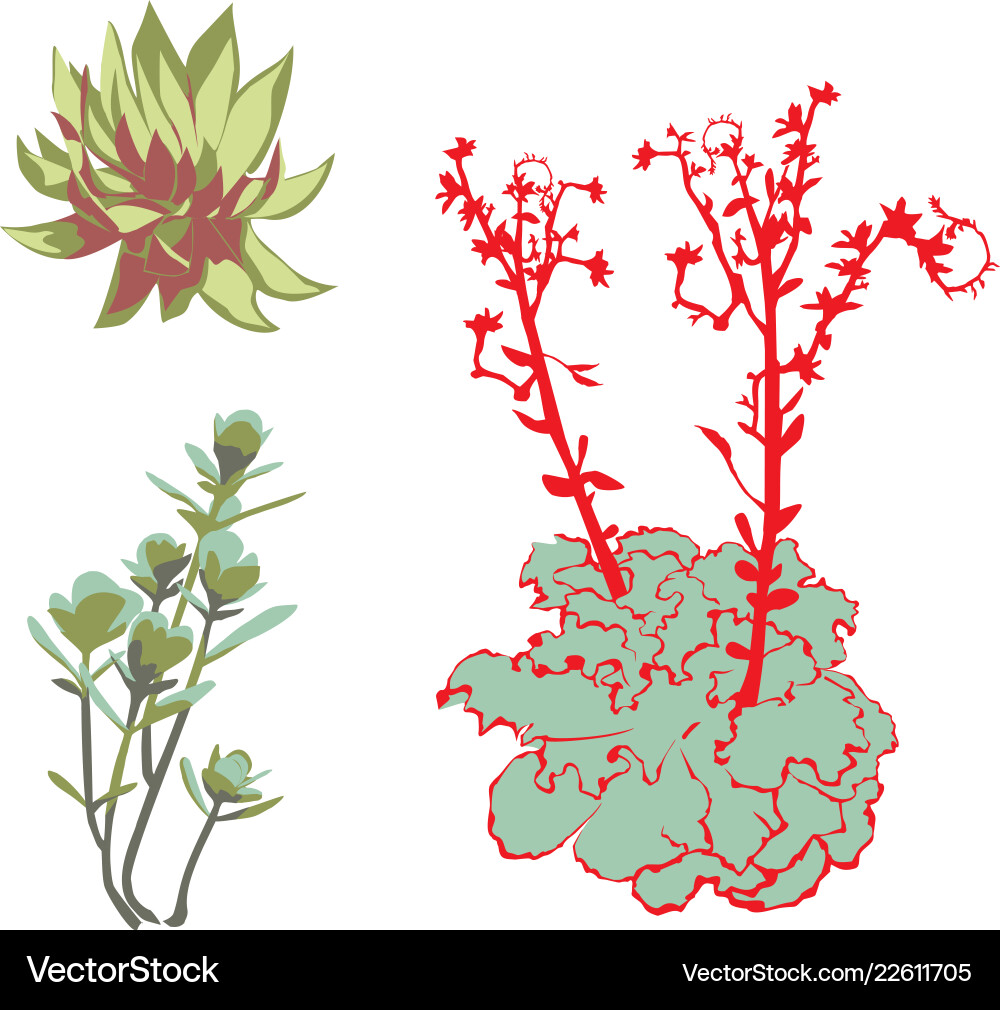 Succulent on white background group of objects Vector Image
