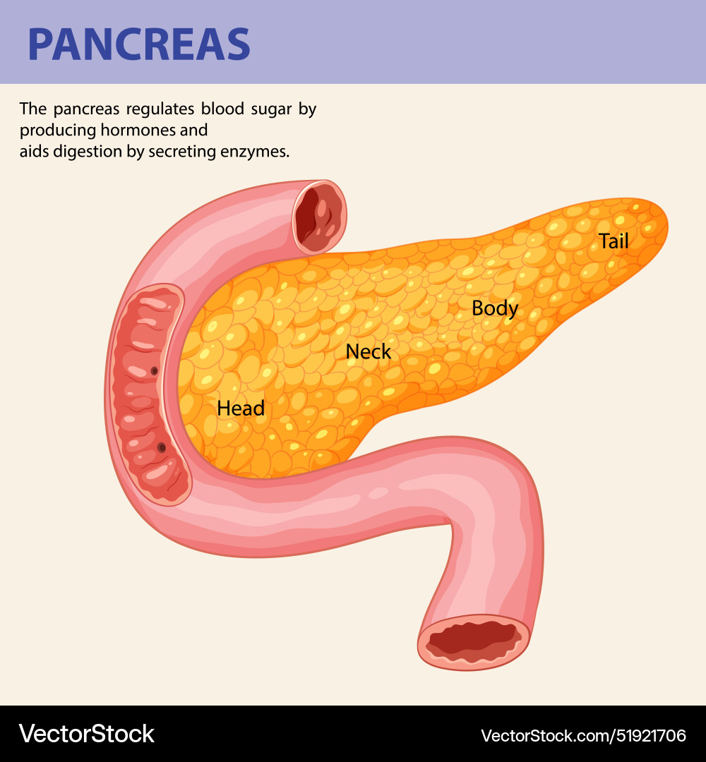 Detailliertes Diagramm der Pankreas und ihrer Teile Detailliertes Diagramm der Pankreas und ihrer Teile vektorbild
