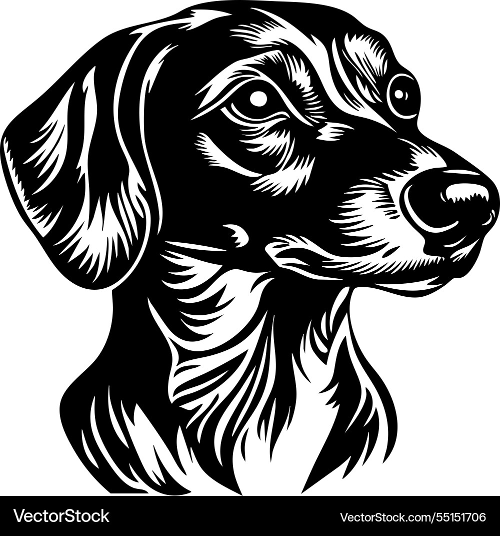 Elegant dachshund head long muzzle expressive Elegant dachshund head long muzzle expressive vector image