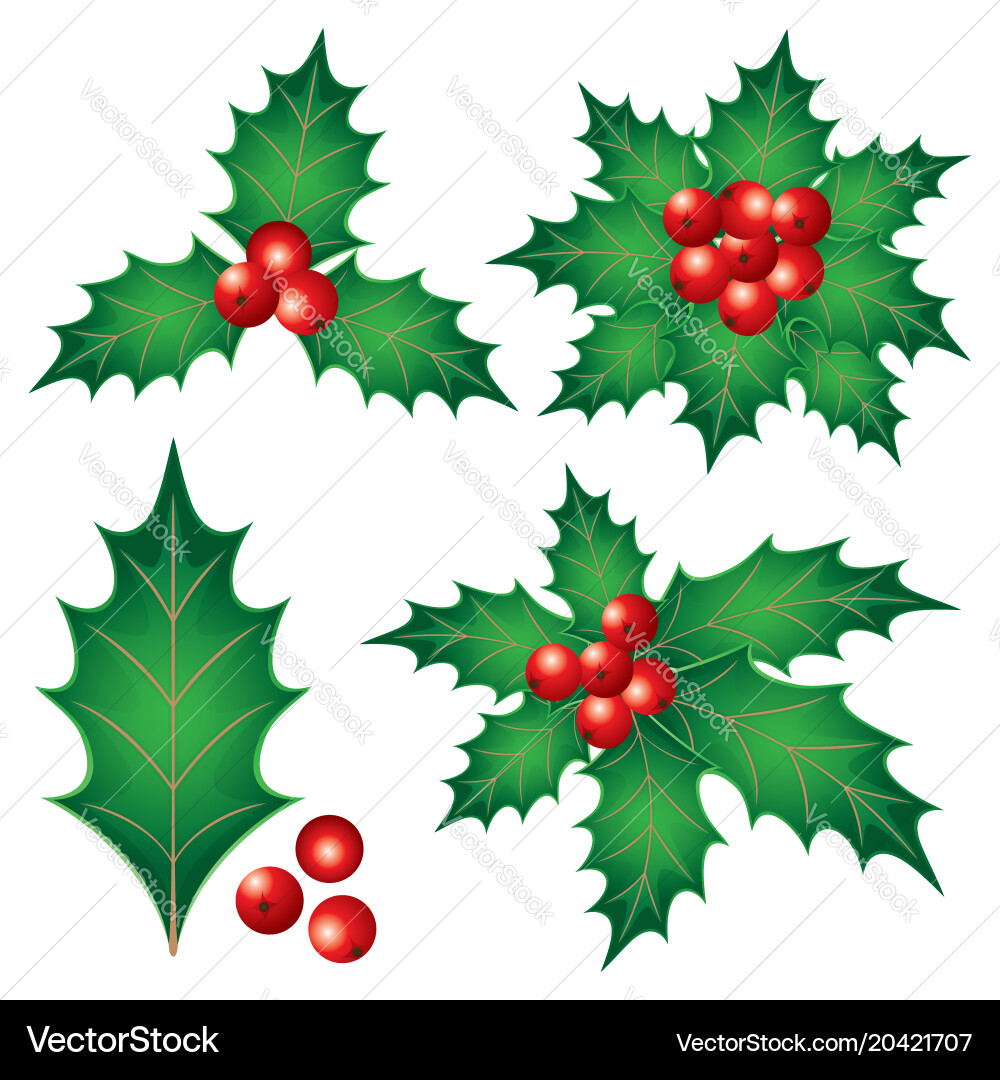 Holly Beeren und Blätter Vektorbild