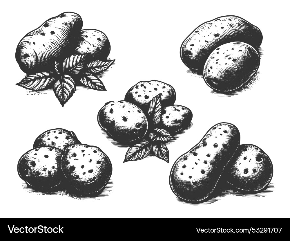 Vector R Stock Potato Potatoes set Royalty Free Vector Image - VectorStock