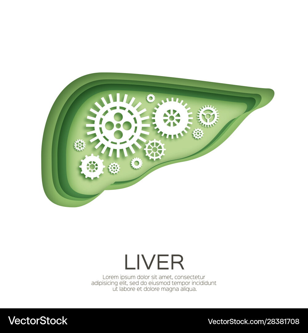 Abstract liver with gears and cogs working Abstract liver with gears and cogs working Vector Image