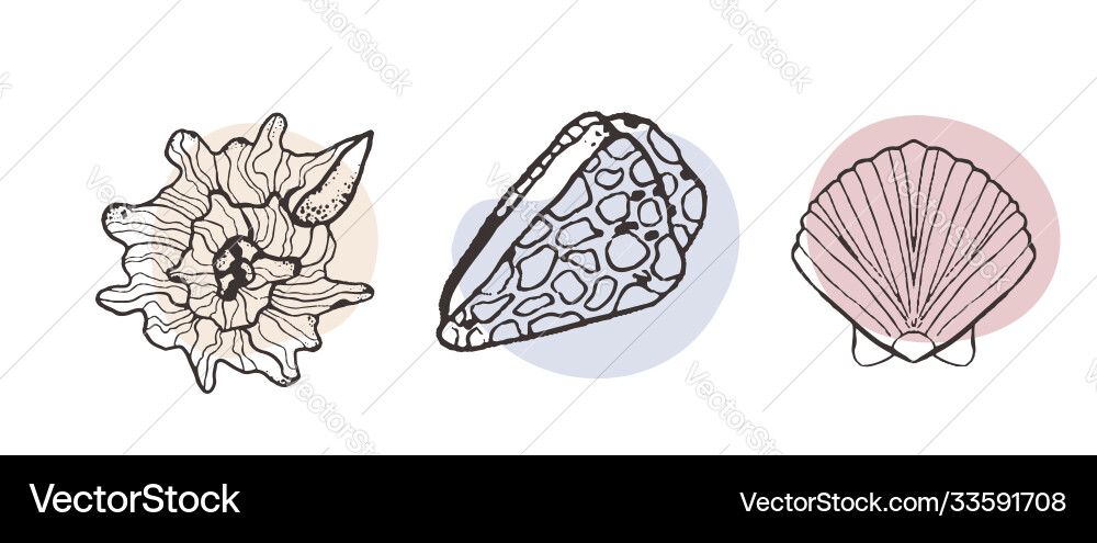 Collection sketch style seashells in line Collection sketch style seashells in line vector image