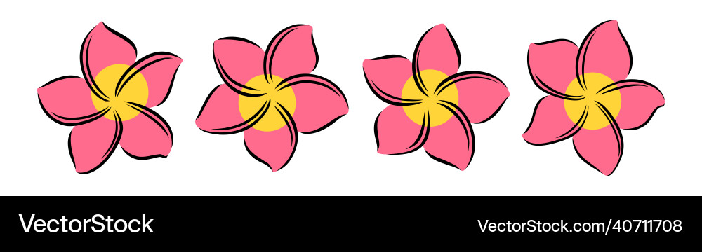 Frangipani or plumeria exotic summer flower Frangipani or plumeria exotic summer flower vector image