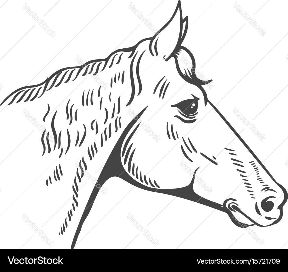 Horse Head Emblem Vector Image