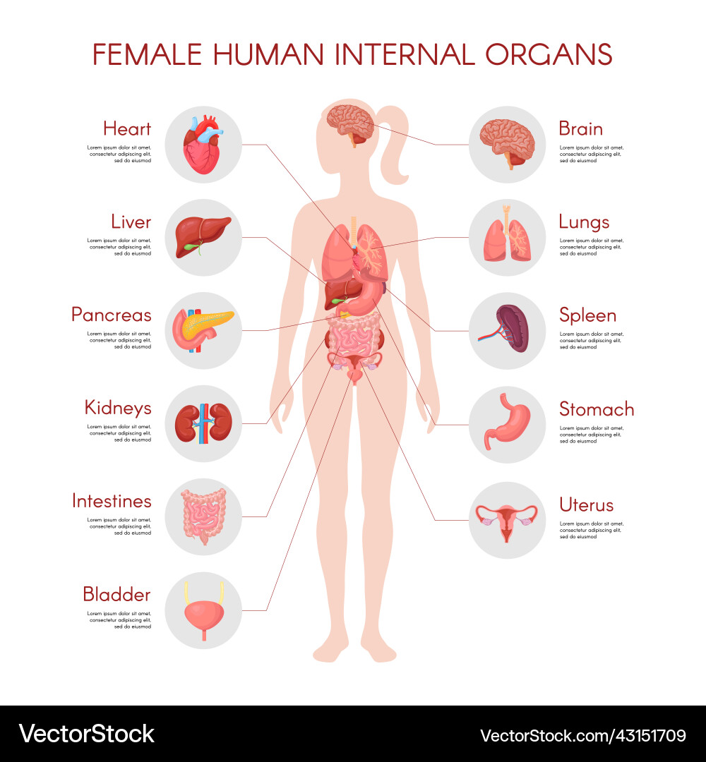 Mensch Körper Anatomie Frau inneren Organ Poster Mensch Körper Anatomie Frau inneren Organ Poster vektorbild