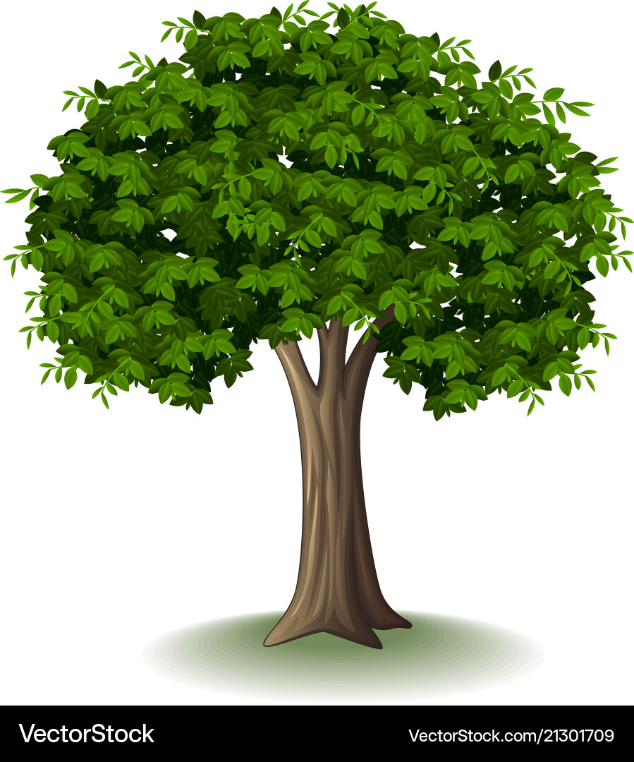 Tree isolated on white background Royalty Free Vector Image