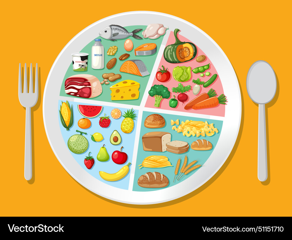 A plate divided into food groups A plate divided into food groups vector image