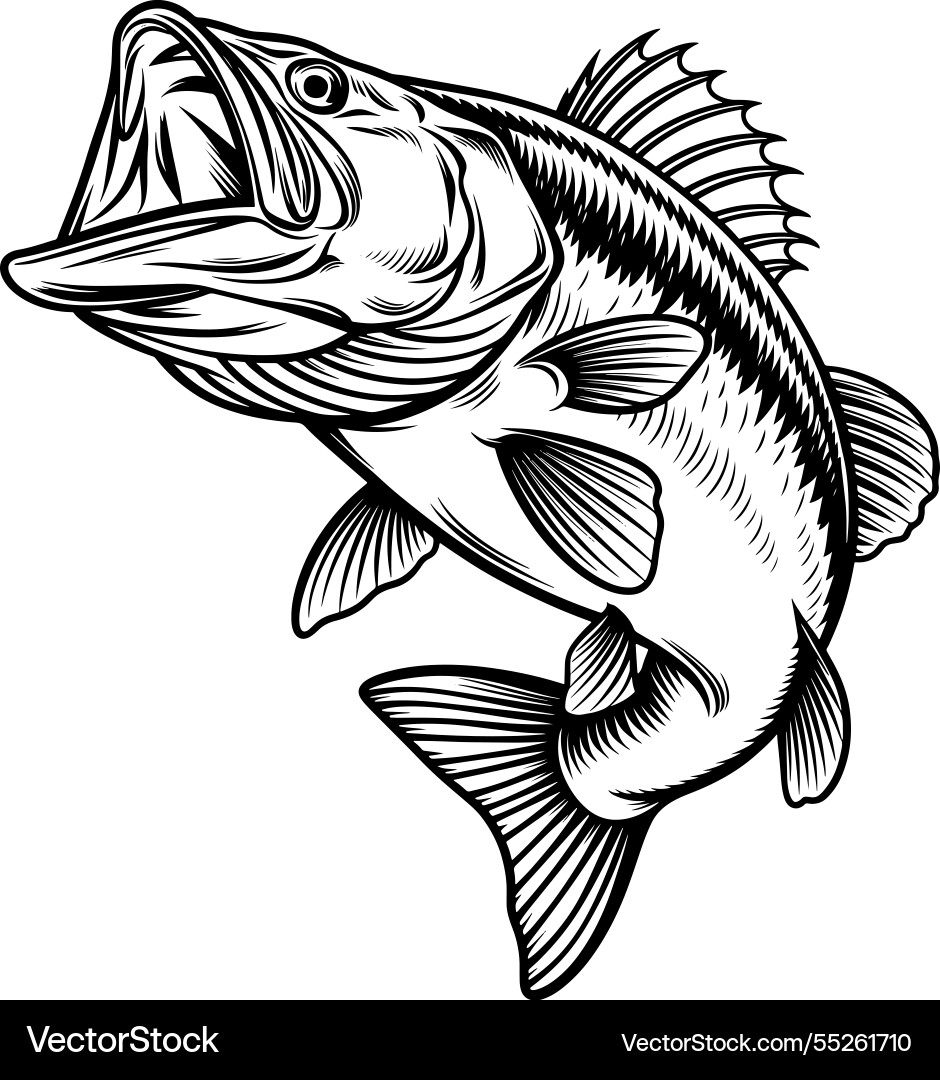 Bass fish sketch of largemouth Vector Image