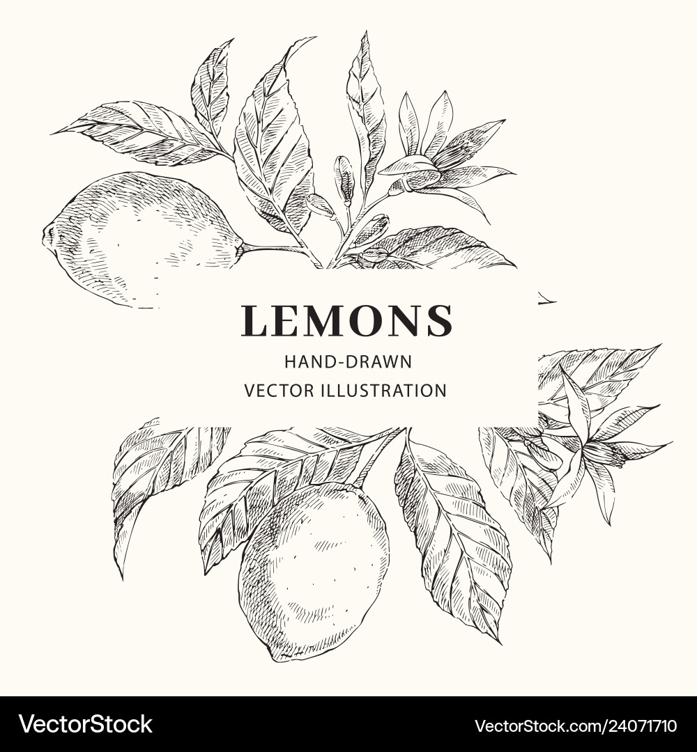 Lemon Botanical Frame Vector Image