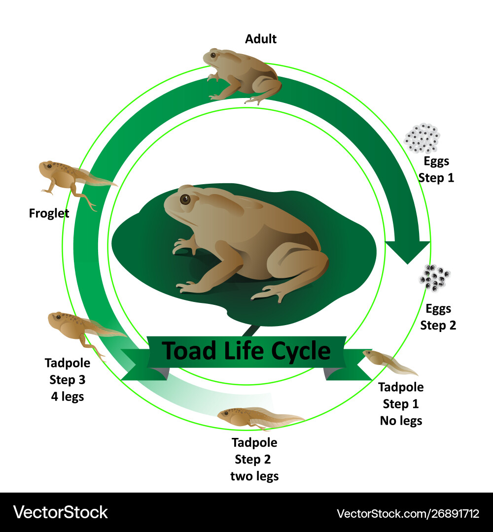 Toad life cycle Toad life cycle vector image