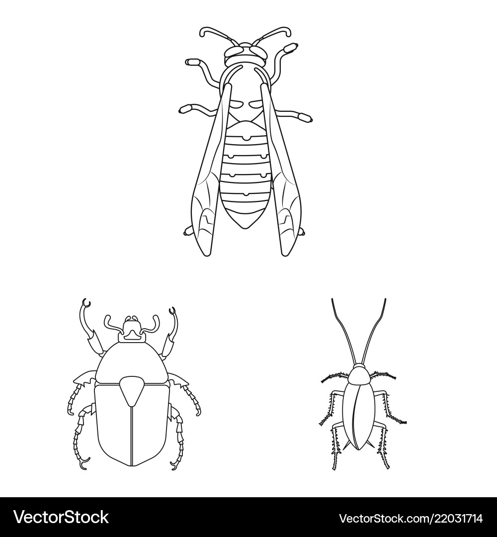 Insect & Fly Symbol Collection Vector Image