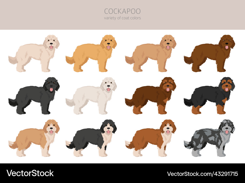 Cockapoo mix breed clipart different poses coat Vector Image