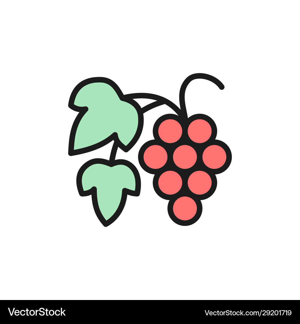 Grape branch with berries flat color line Grape branch with berries flat color line vector image