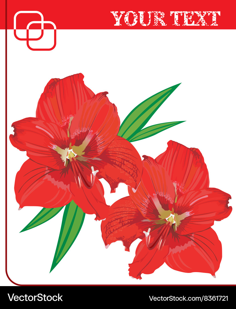 Red lily design with text space vector image