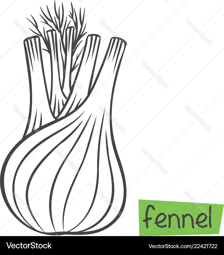 Fennel root plant Royalty Free Vector Image - VectorStock