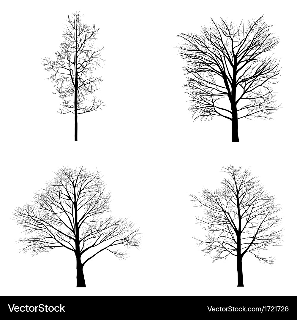 Silhouette of a Single Tree with Dead Branch vector image