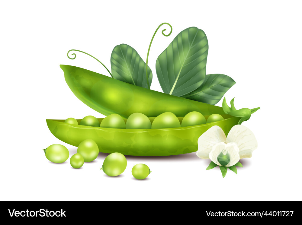 Realistic peas concept vector image