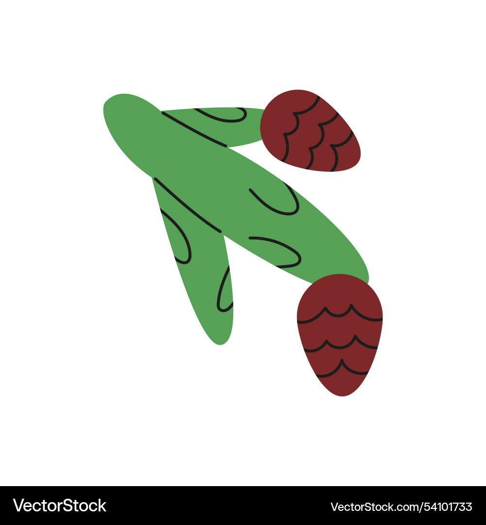 Fir tree branch with cones Vector Image
