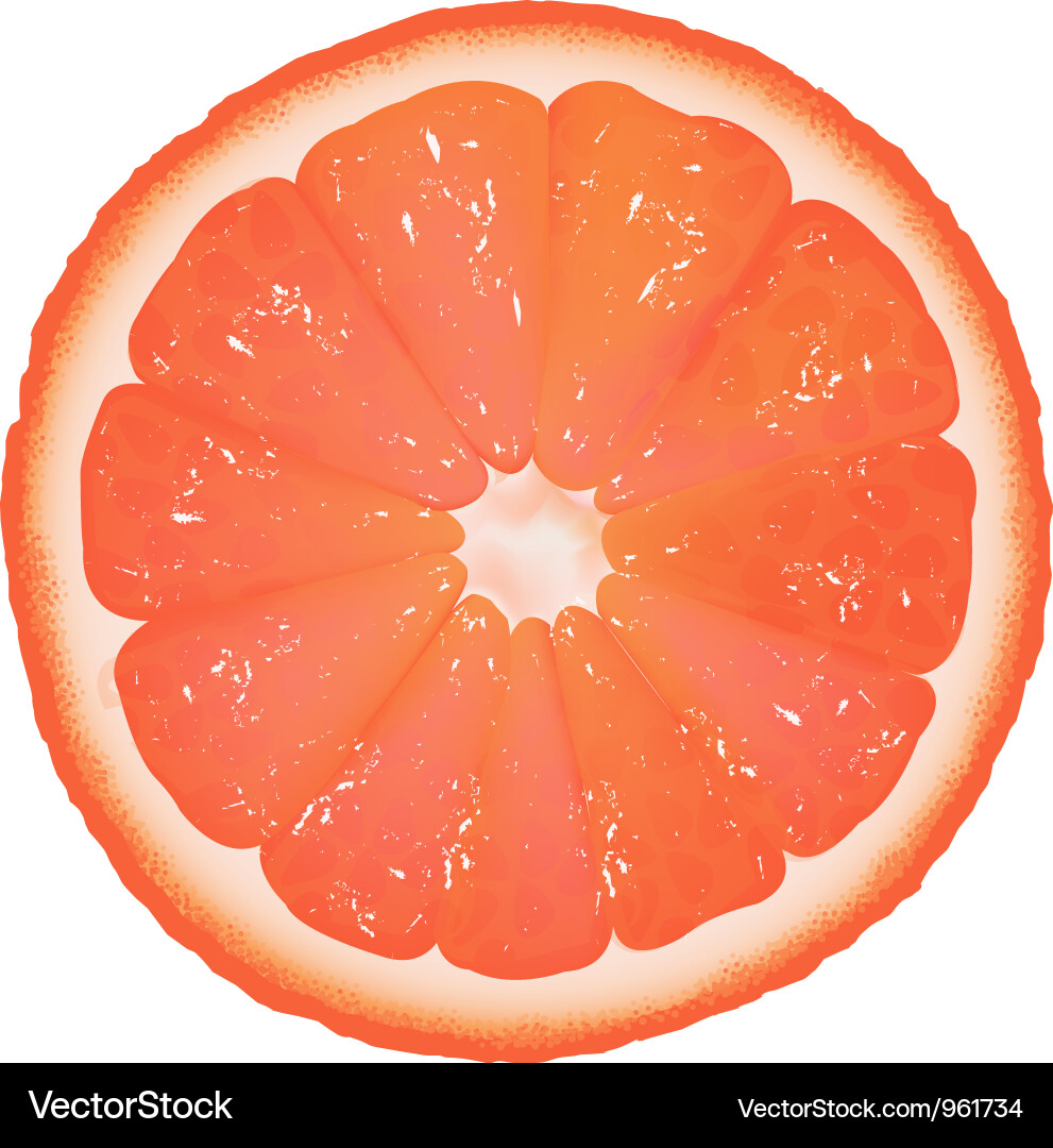 Close-up Grapefruit Slice Vector Image