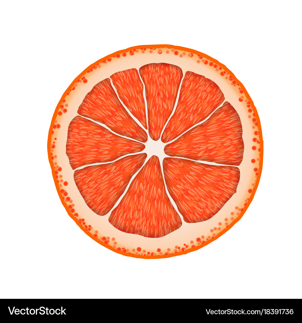 Realistic Citrus Grapefruit Slice Vector Image