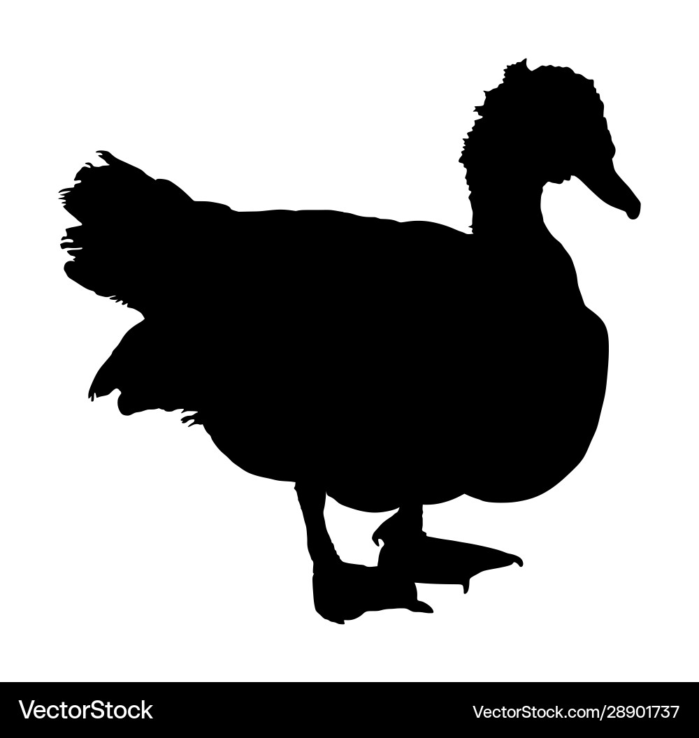 Duck black silhouette isolated on white background Duck black silhouette isolated on white background vector image