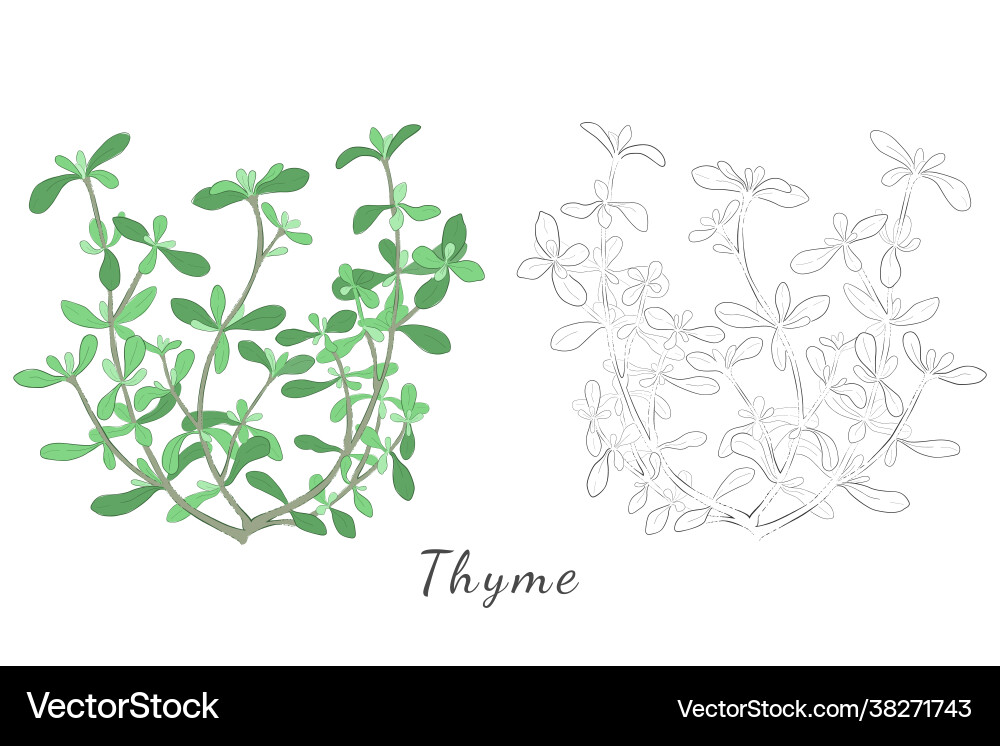 Hand gezeichnete Bilder Thymian oder Thymus vulgaris Hand gezeichnete Bilder Thymian oder Thymus vulgaris vektorbild