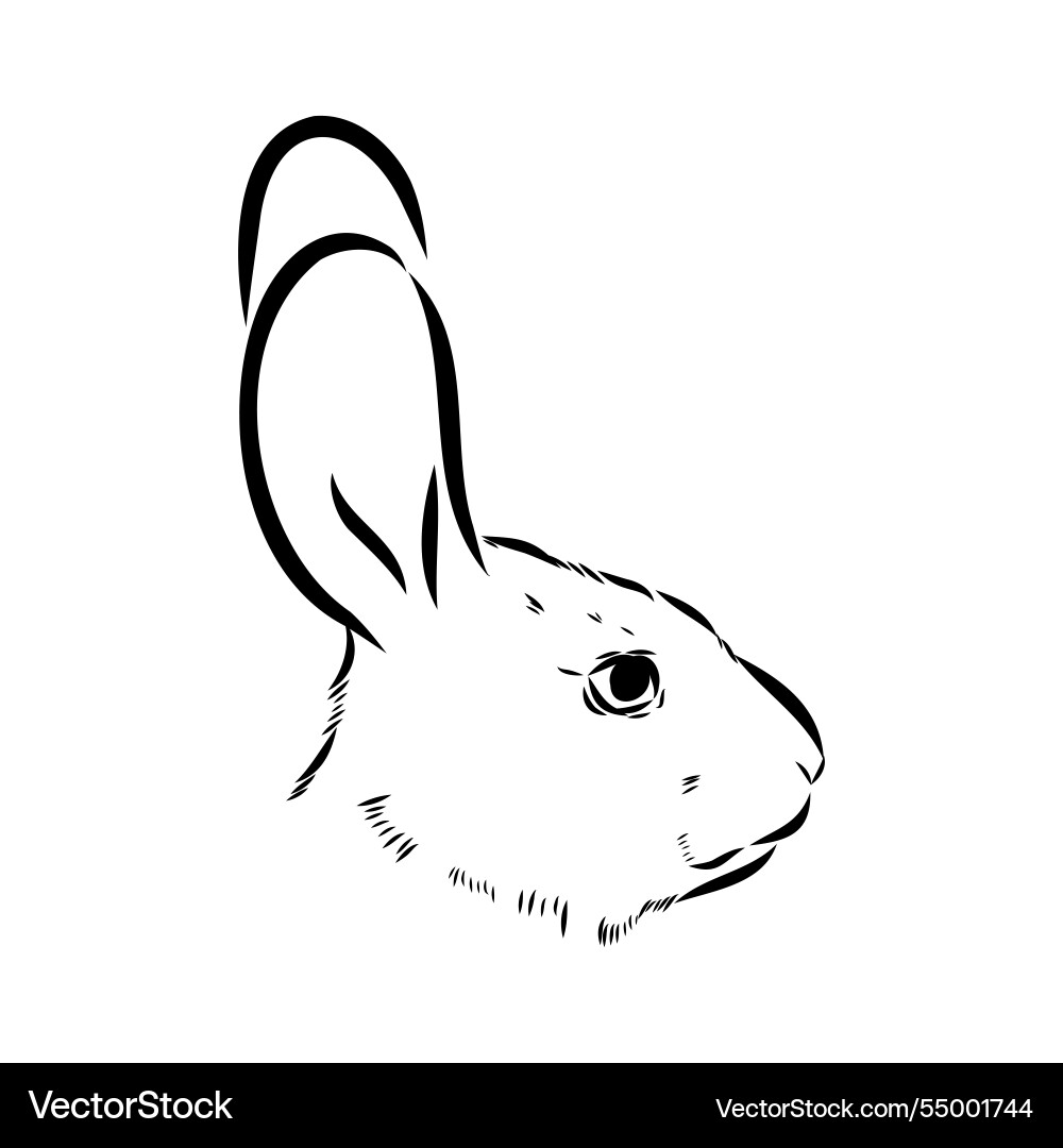 Wild hare hand-drawn graphic style abyssinian Wild hare hand-drawn graphic style abyssinian vector image