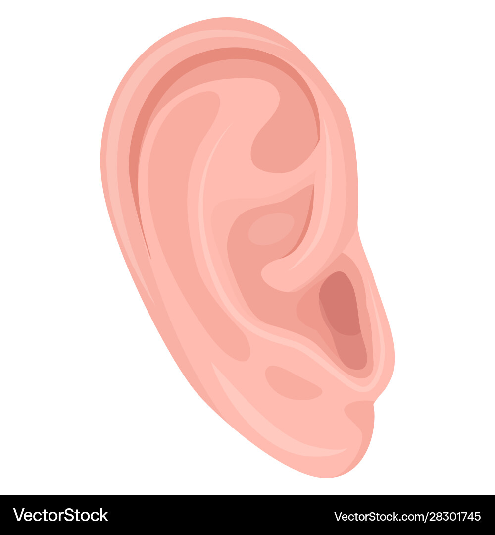 Human ear body part flat Royalty Free Vector Image