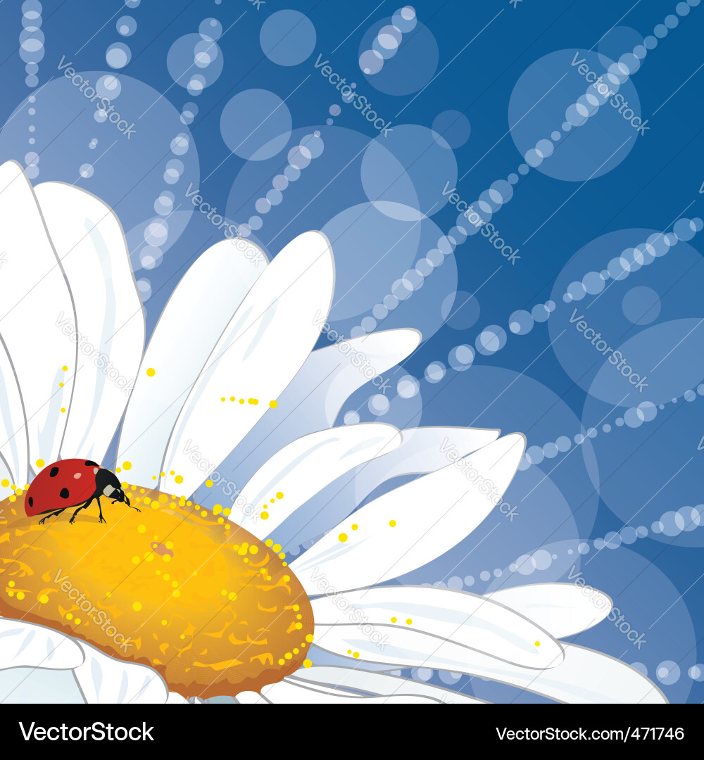 Daisy and ladybirds Vector Image