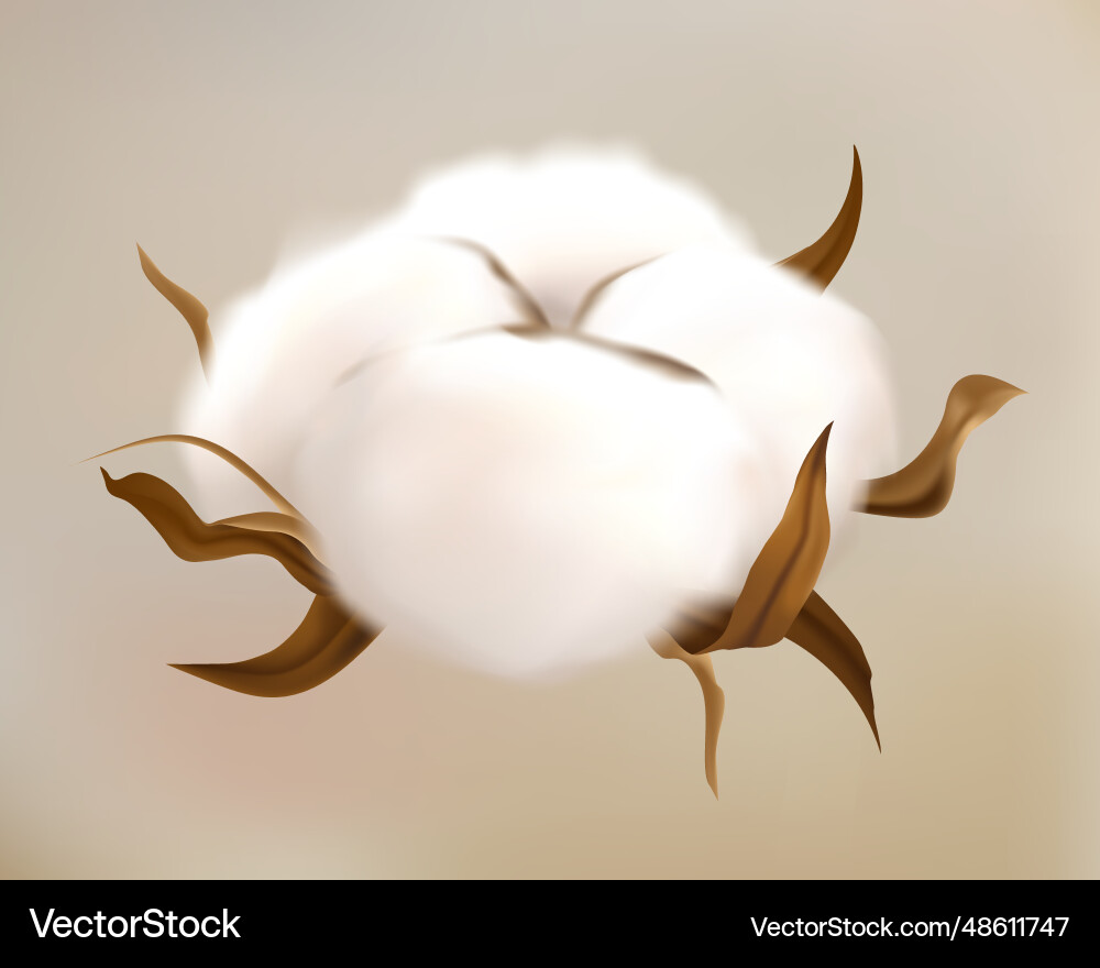 Realistische Baumwollblume schöne Pflanze Realistische Baumwollblume schöne Pflanze vektorbild