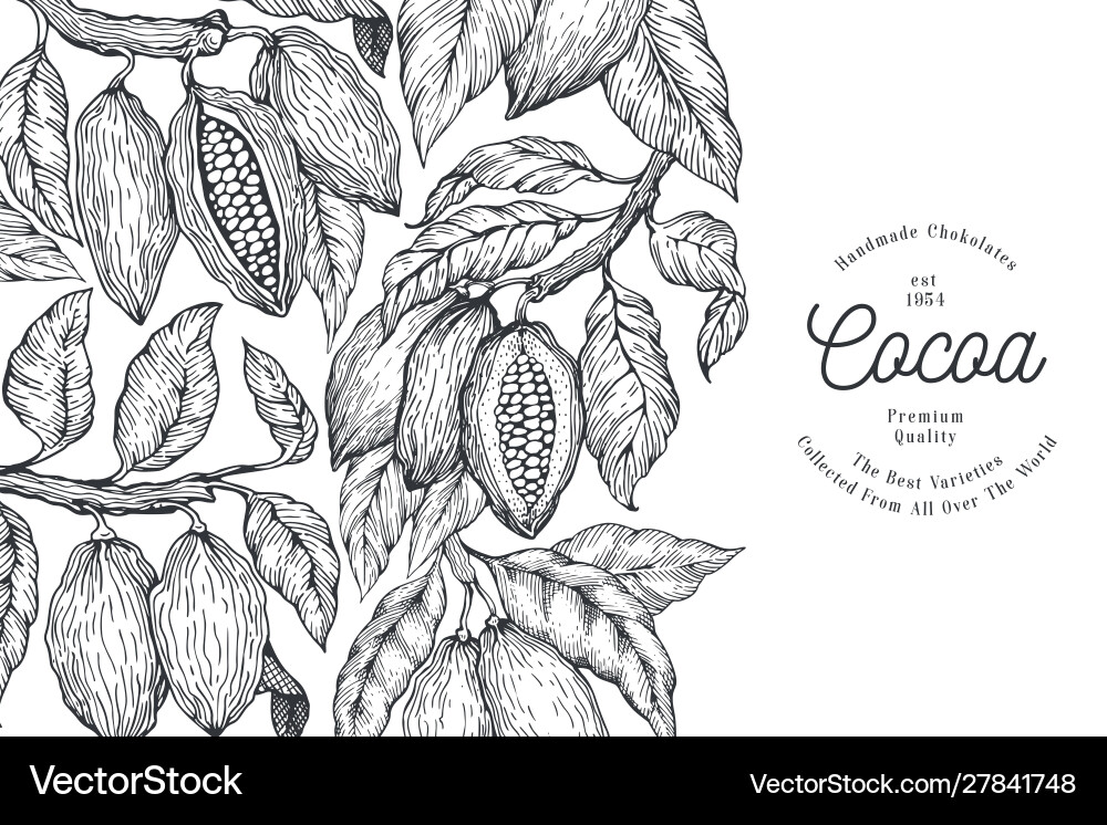 Cocoa Beans & Botanical Print vector image