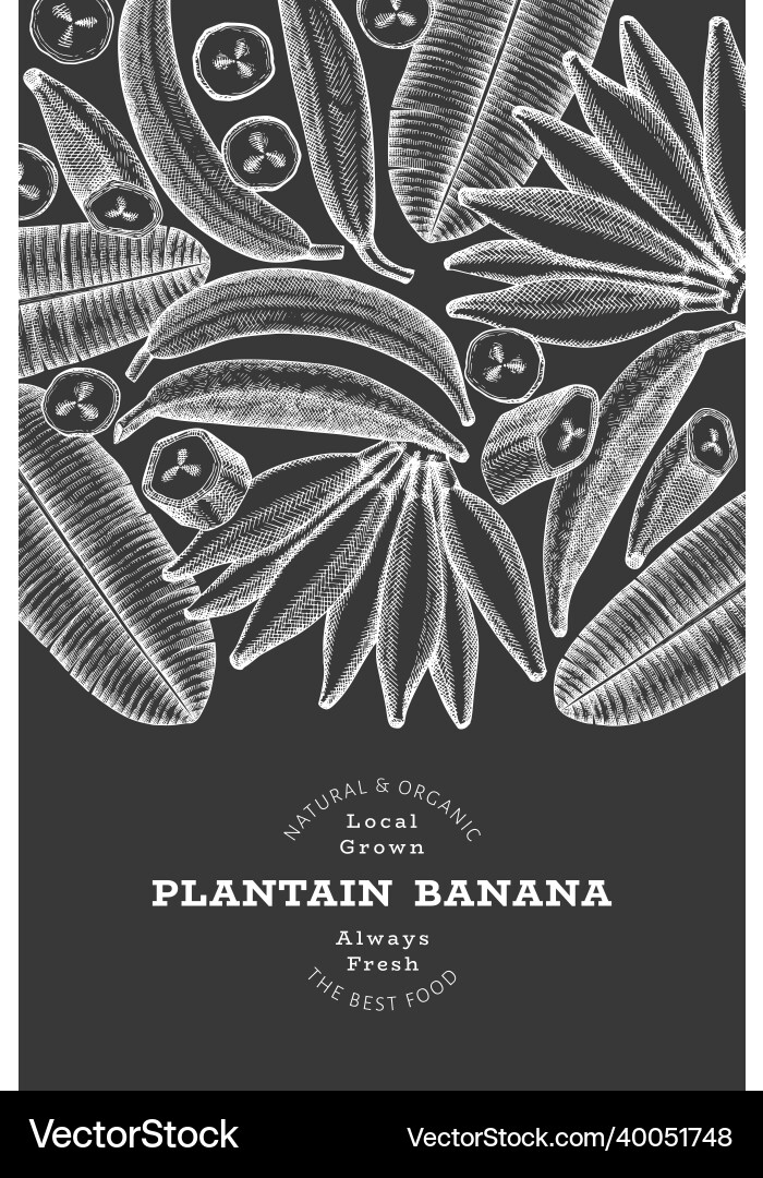 Hand drawn sketch style plantain banner organic vector image