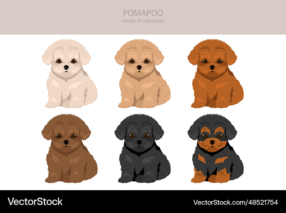Pomapoo clipart pomeranian poodle mix different Pomapoo clipart pomeranian poodle mix different vector image