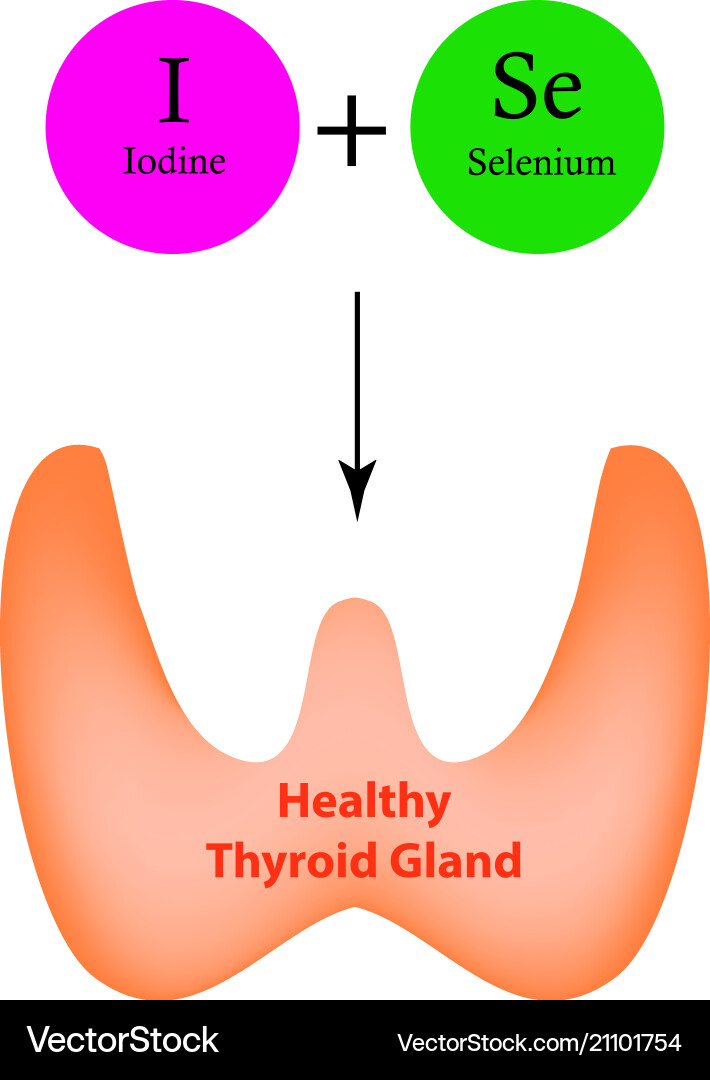 Selenium iodine normal functioning thyroid gland Selenium iodine normal functioning thyroid gland vector image