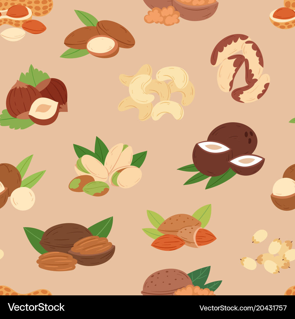 Nut nutshell of hazelnut or walnut vector image