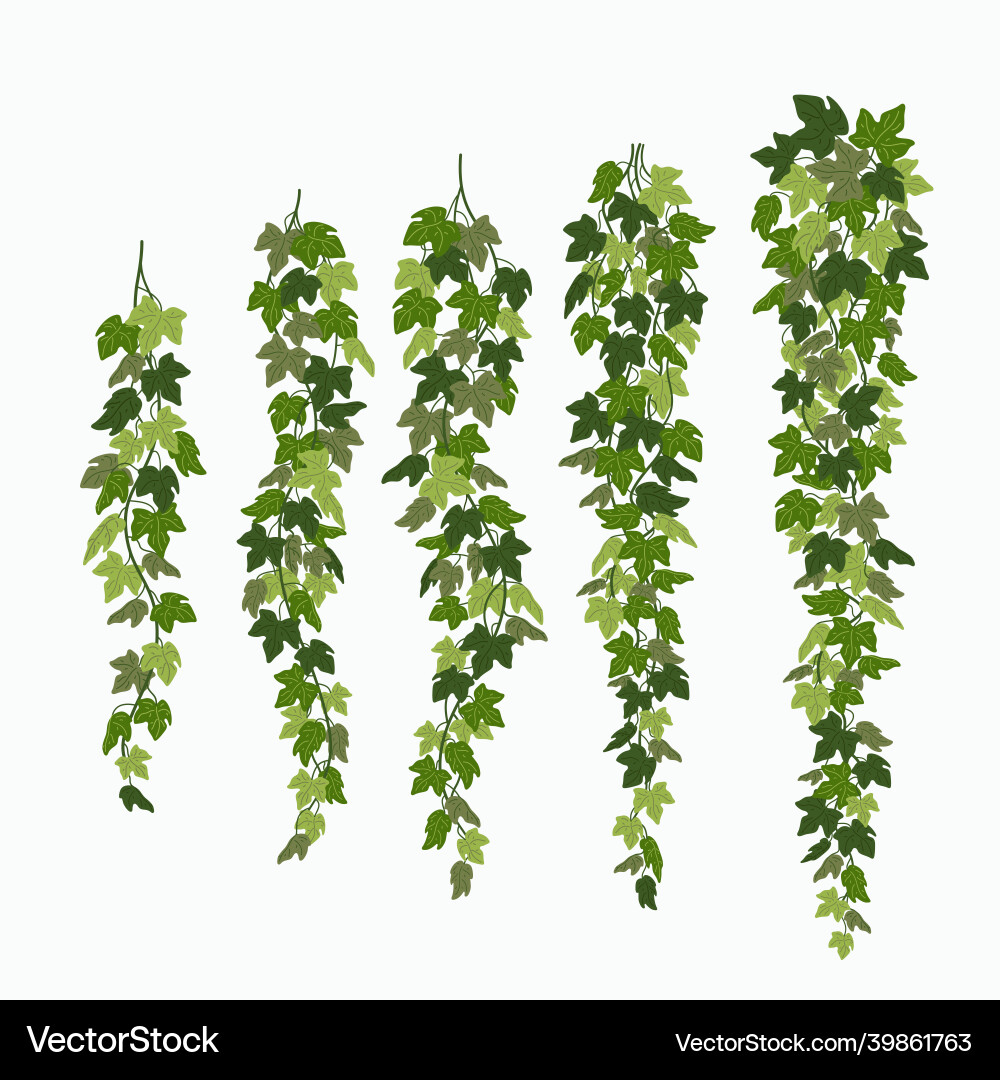 Green Ivy Vines - Creeping Leaves Vector Image