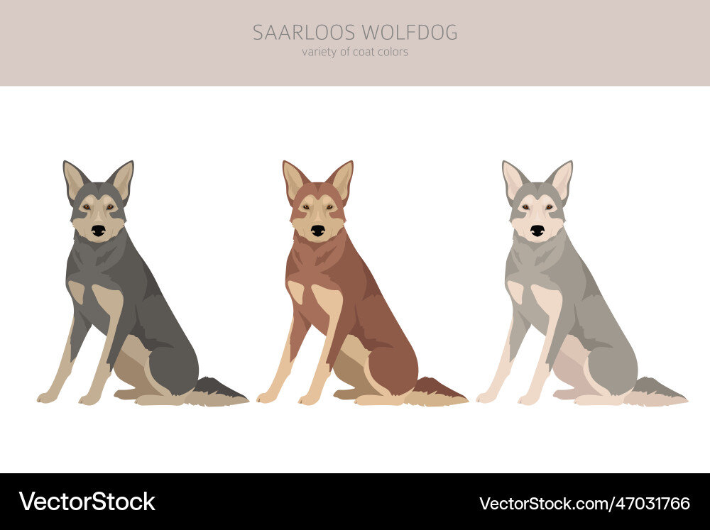 Saarloos wolfdog clipart all coat colors set Saarloos wolfdog clipart all coat colors set vector image