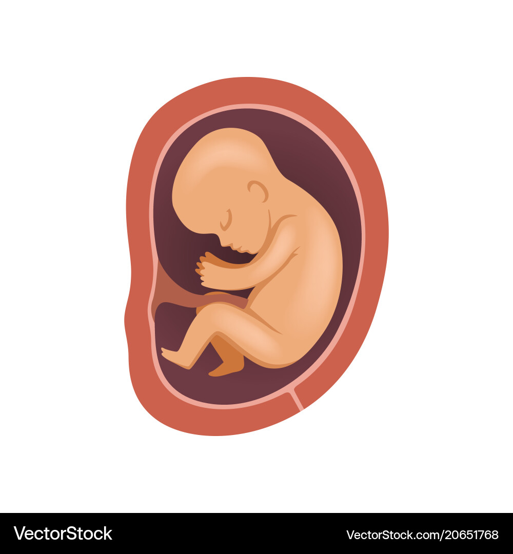 Human fetus inside the womb 5 month stage Human fetus inside the womb 5 month stage vector image