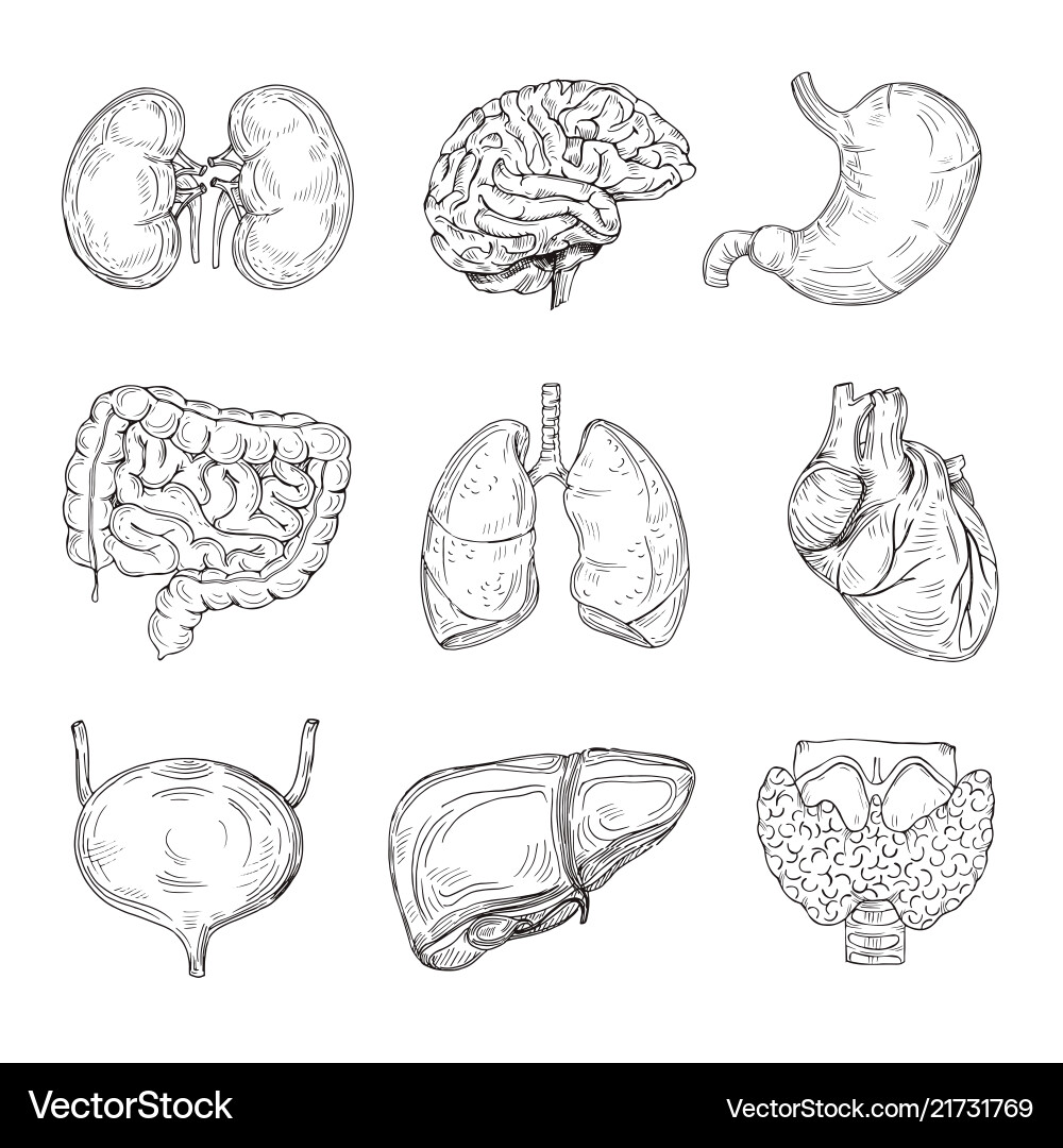 Human inner organs hand drawn brain heart Human inner organs hand drawn brain heart vector image