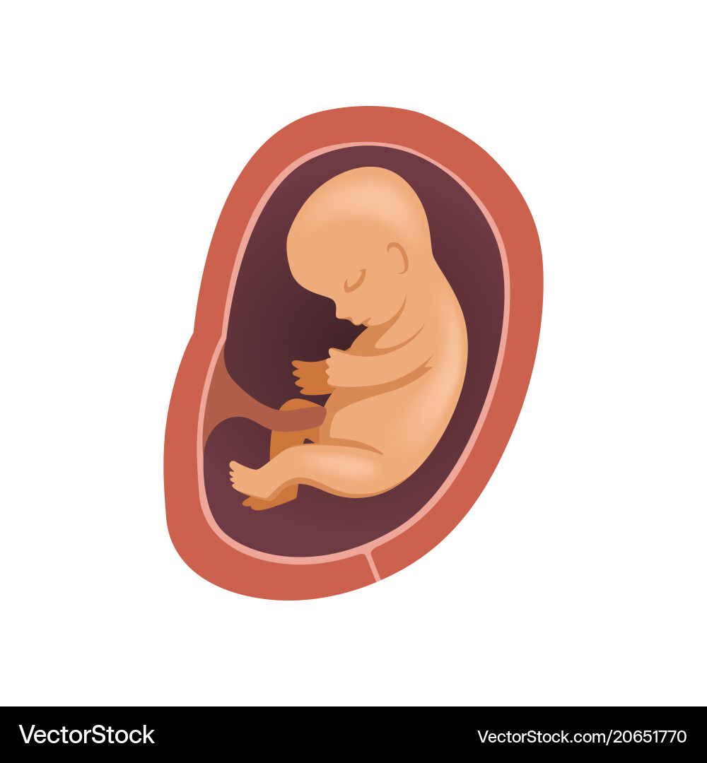 Human fetus inside the womb 6 month stage Human fetus inside the womb 6 month stage vector image
